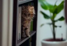 cats animals ben torode 1920x1200 wallpaper Art HD Wallpaper